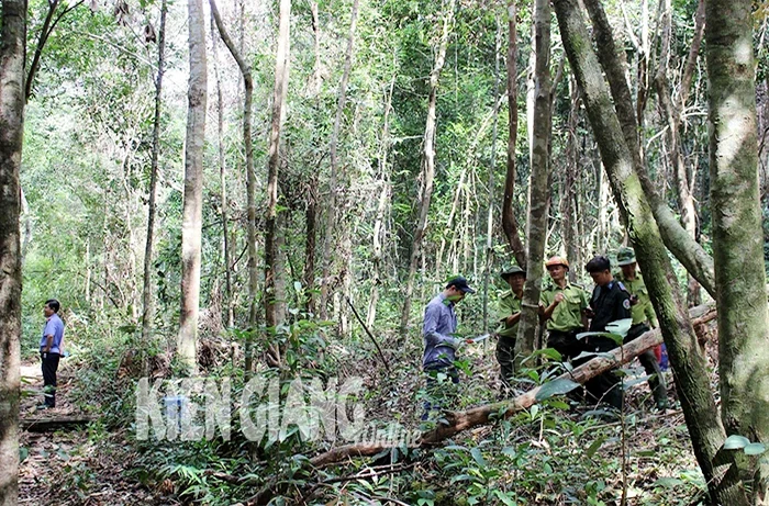 Kiểm tra, rà soát hiện trạng đất rừng Phú Quốc